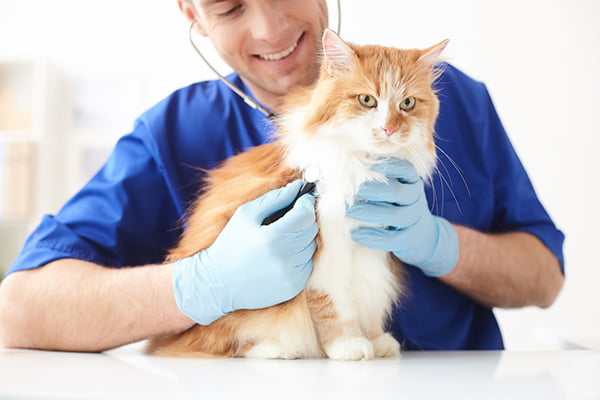 Veterinary Recruitment