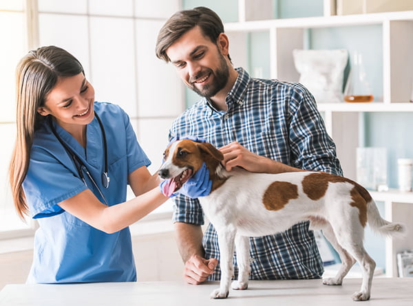 Veterinary Recruitment