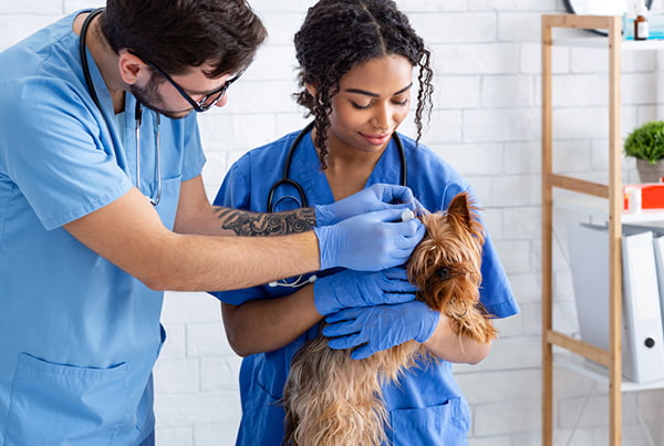 #1 Veterinary Staffing Agency in the Nation | Contact Us Today